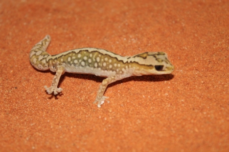 Granariensis Granariensis (2).JPG