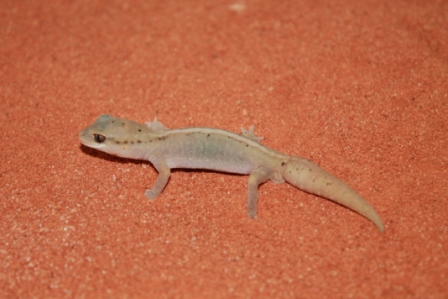 Granariensis Rex (1).JPG