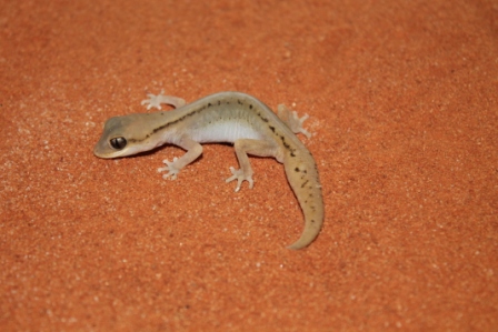 Granariensis Rex (2).JPG