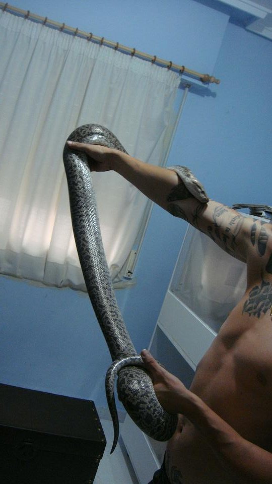 granito het albino pq 2.JPG