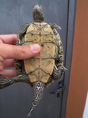 Graptemys kohnii macho.JPG