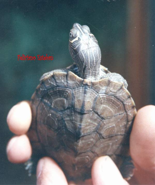 Graptemys pseudogeographica kohnii 3.jpg