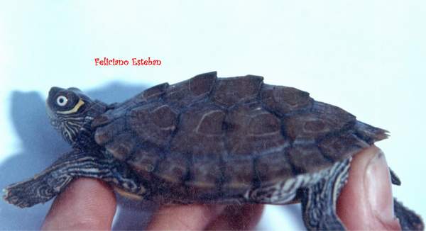 Graptemys pseudogeographica kohnii 4.jpg