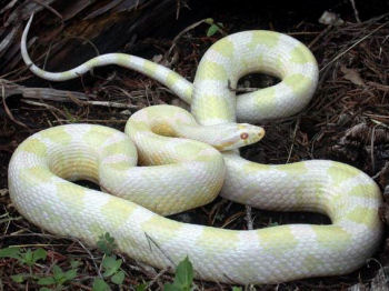 greeen blotched snowjpg