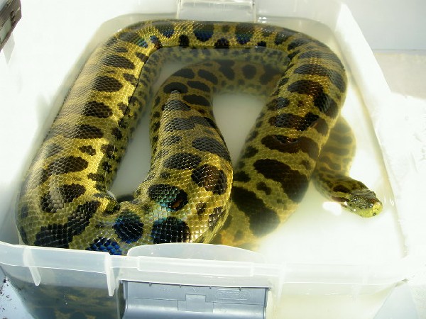 Green x Yellow Anaconda.jpg