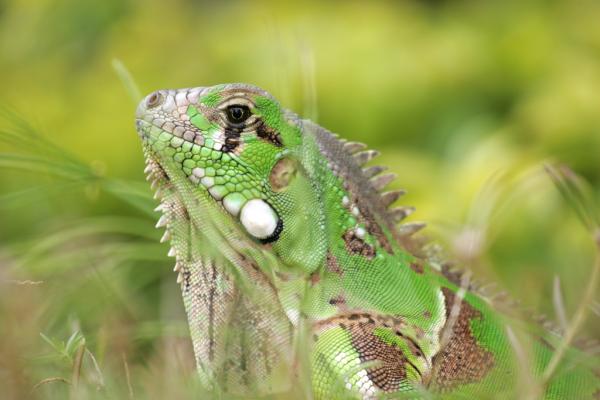 green_iguana.jpg