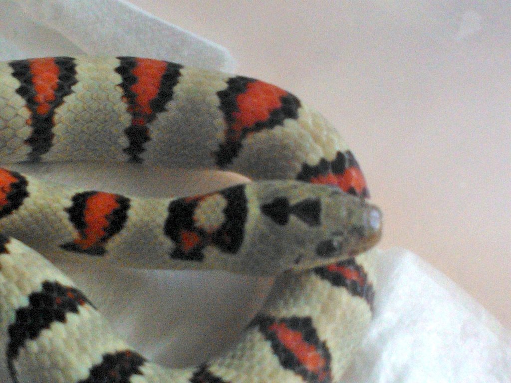 greeri light detalle