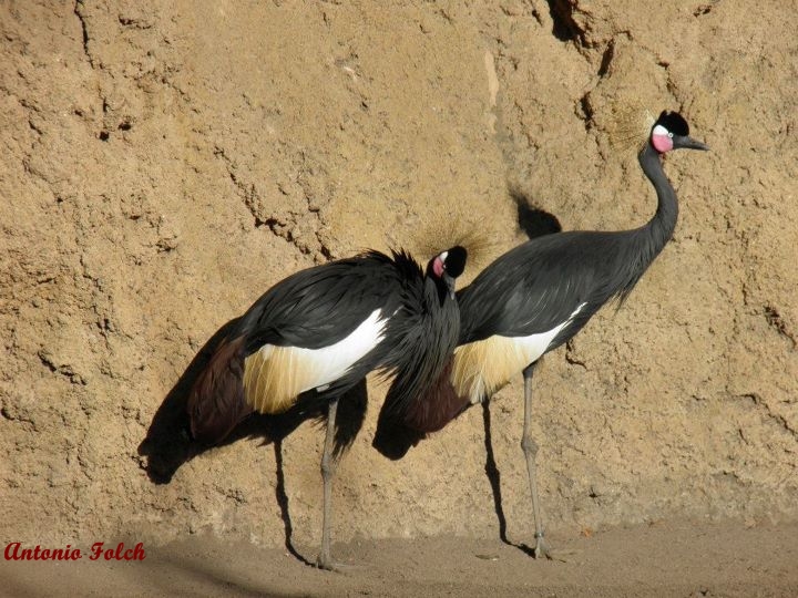 Grulla coronada de cuello negro