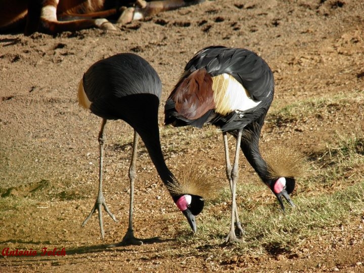 Grulla coronada de cuello negro