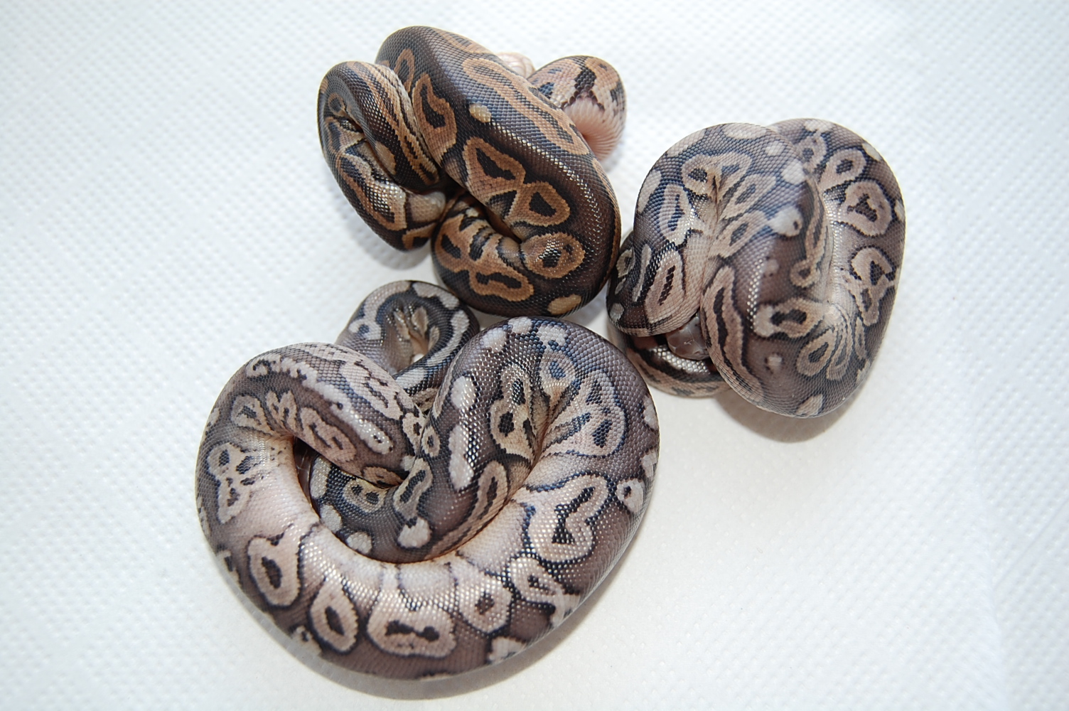 Grupo cinnamon y pewters.JPG