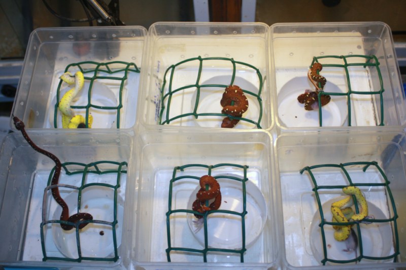 Grupo comiendo [800x600].jpg