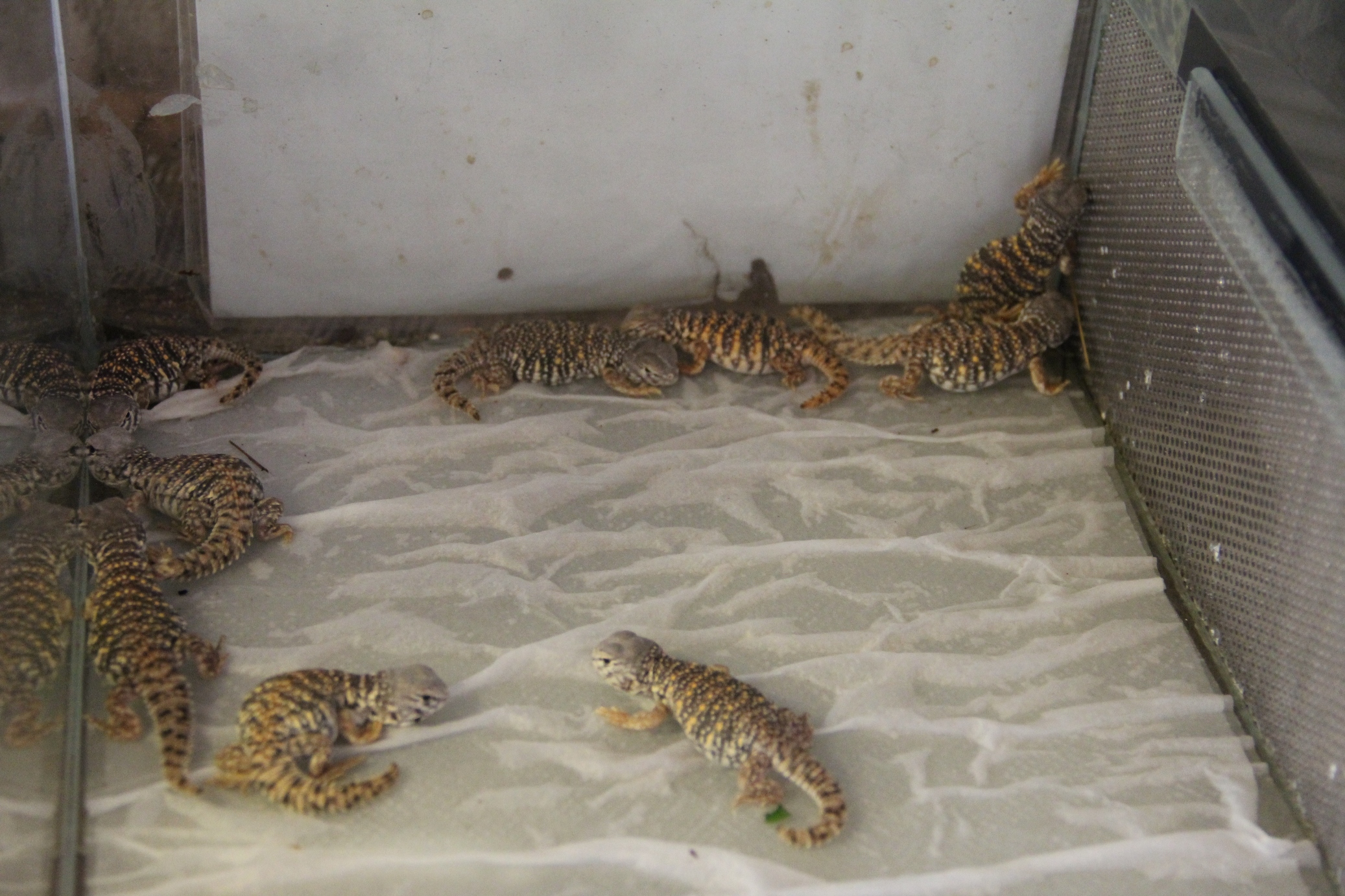 grupo geyris peques.jpg