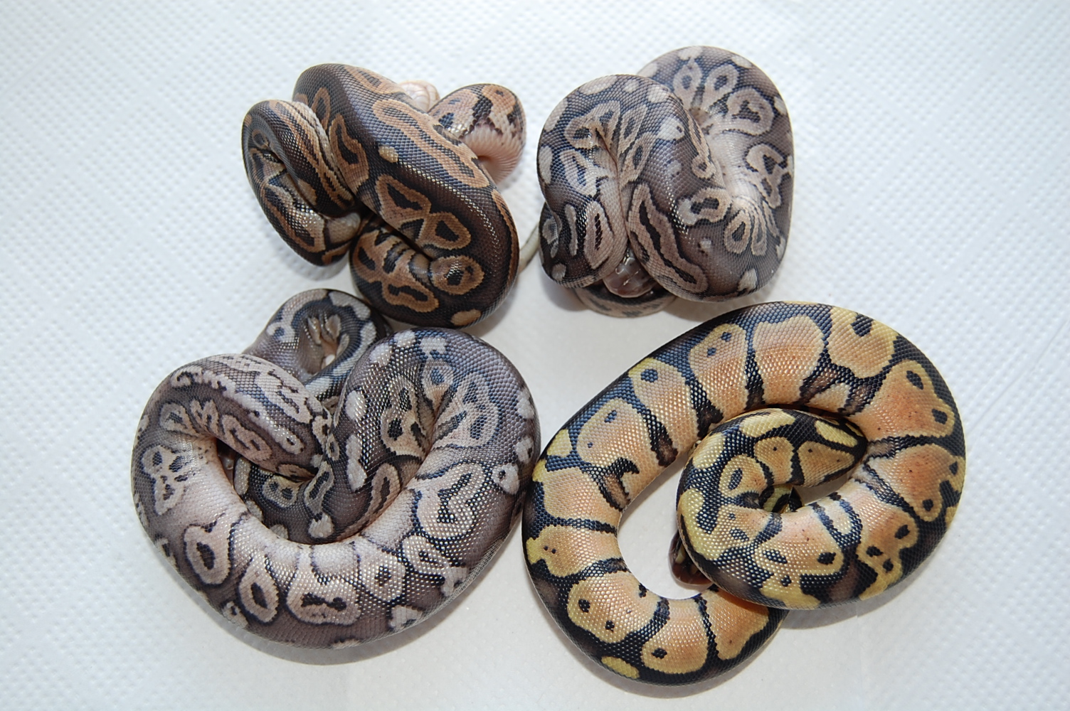 Grupo , pastel x cinnamon y pewters ..JPG