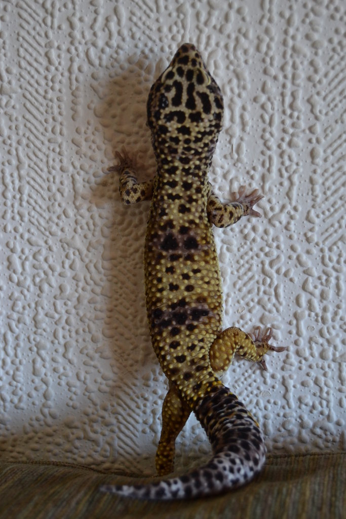 Gusi, mi machito Giant