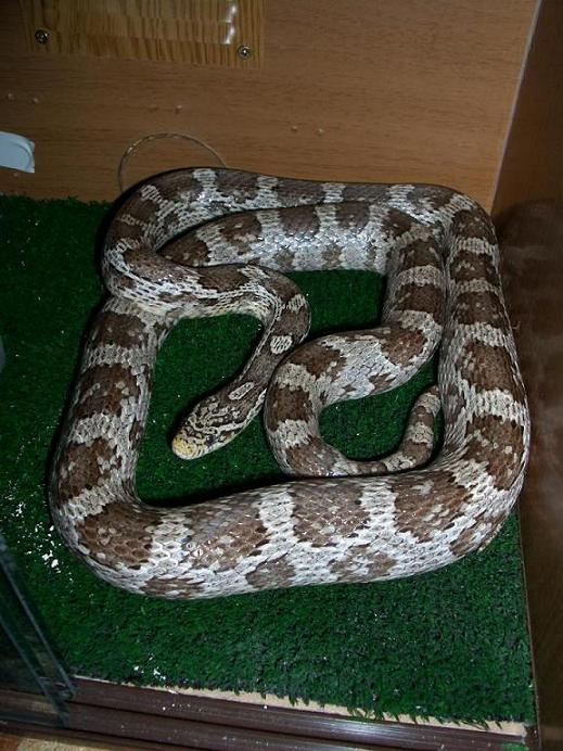 GUTATAhembra terrario.JPG