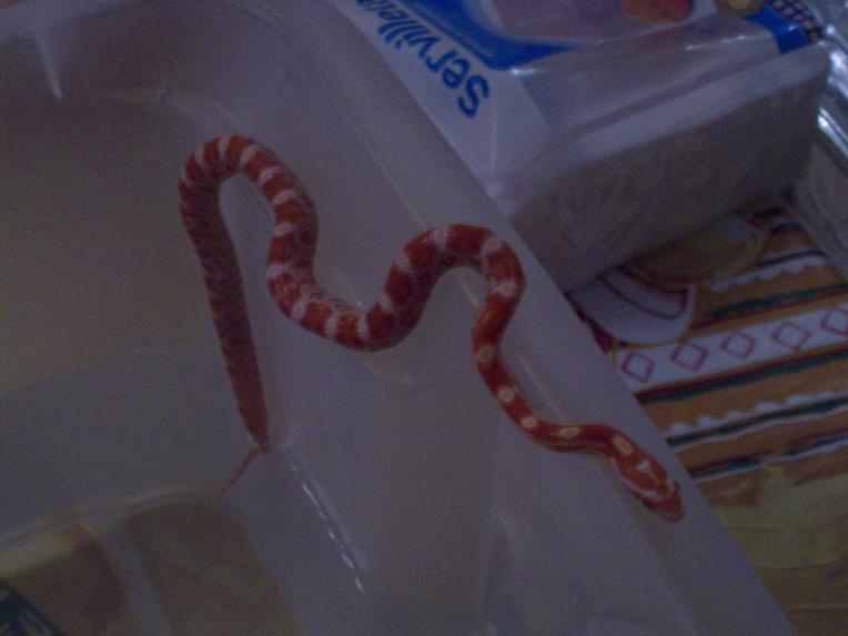 guttata (chenky).JPG