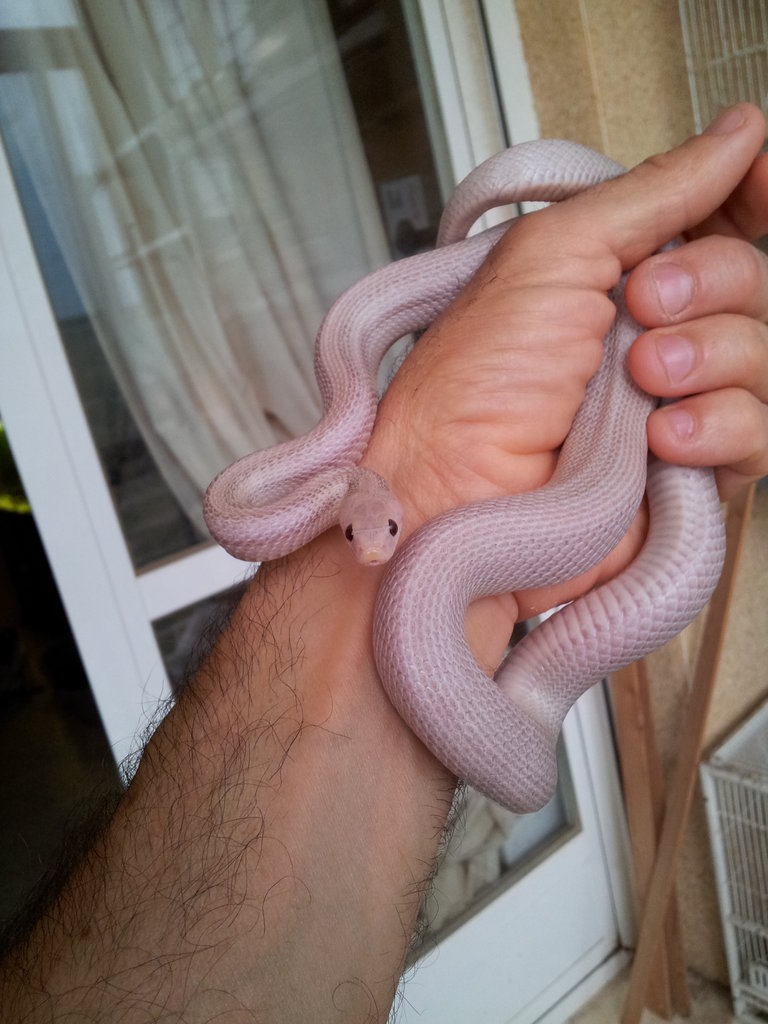 Guttata hypo lavender, het. amel.