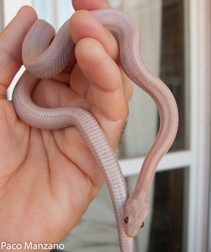 Guttata hypo lavender stripe, het. amel, P. Manzano