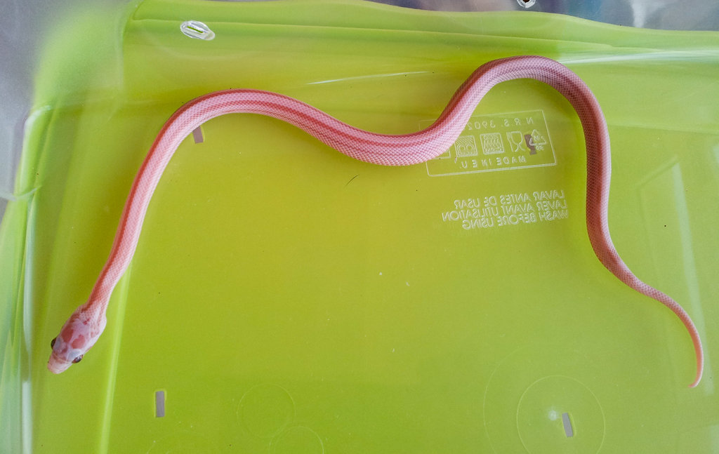 guttata hypo lavender