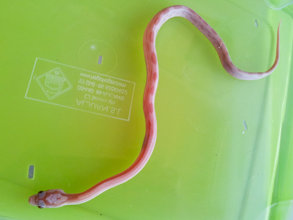 guttata hypo lavender