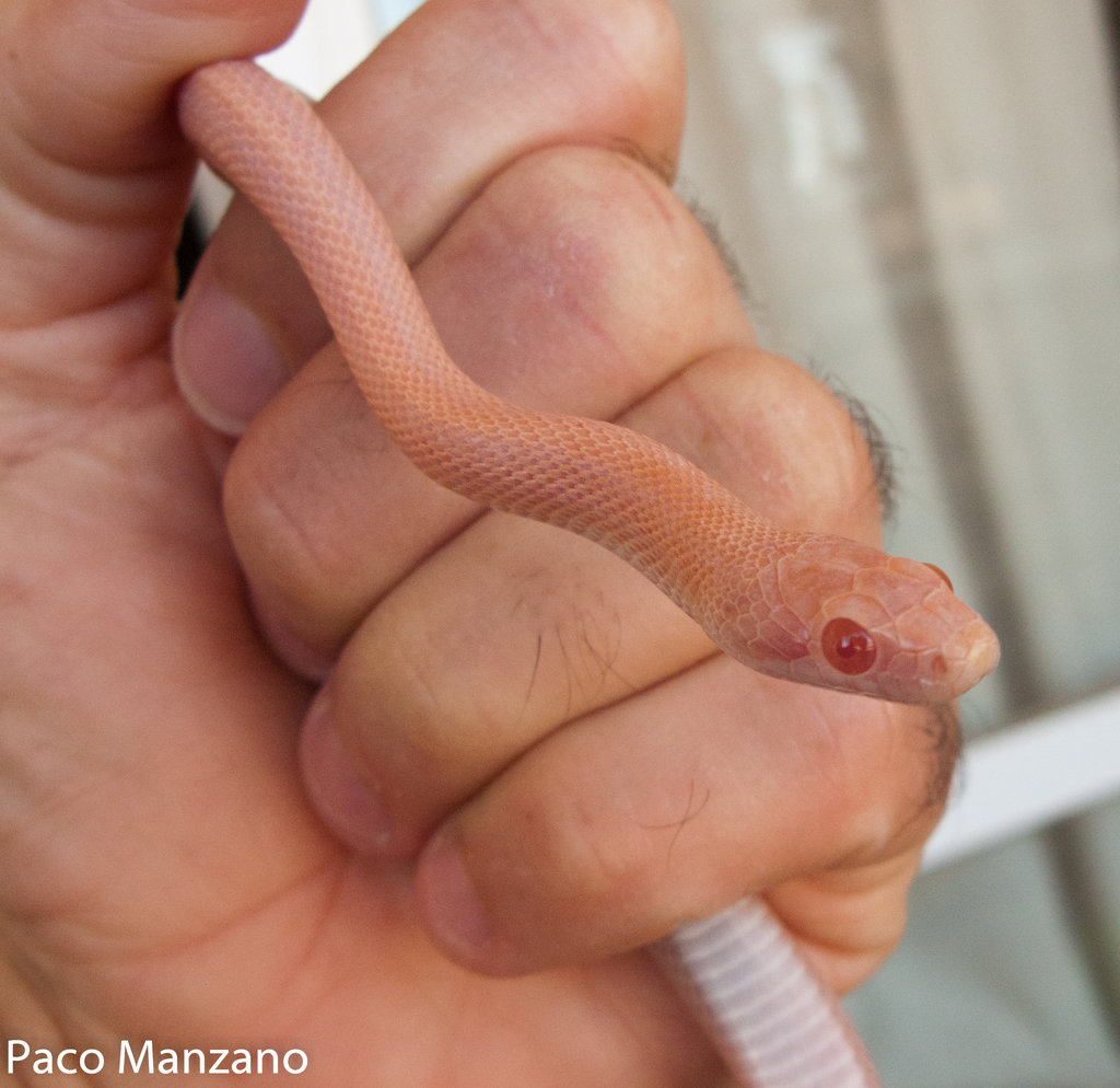 Guttata hypo opal stripe, P. Manzano