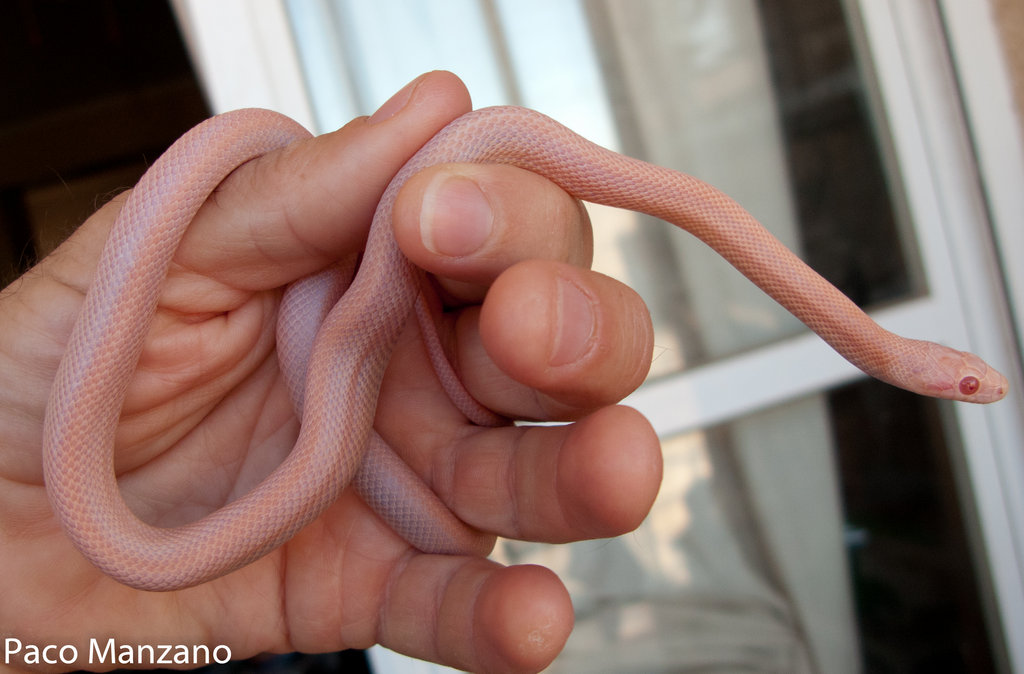 Guttata hypo opal stripe, P. Manzano