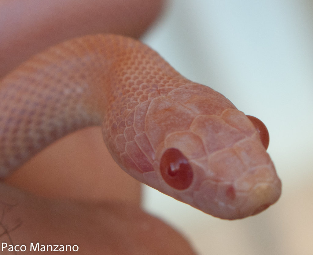 Guttata hypo opal stripe, P. Manzano