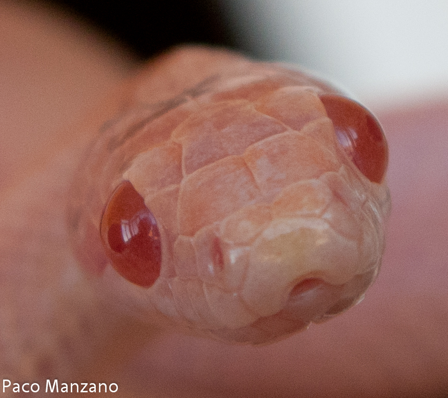 Guttata hypo opal stripe, P. Manzano