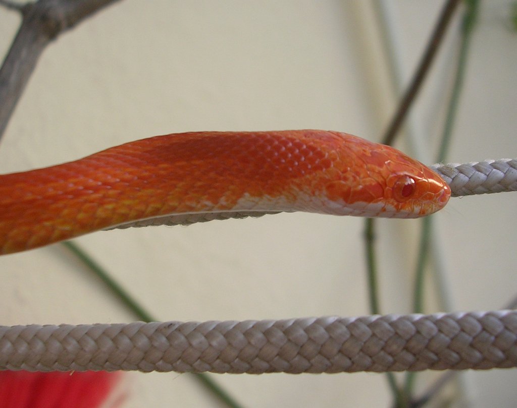 Guttatus amelanistic bloodred