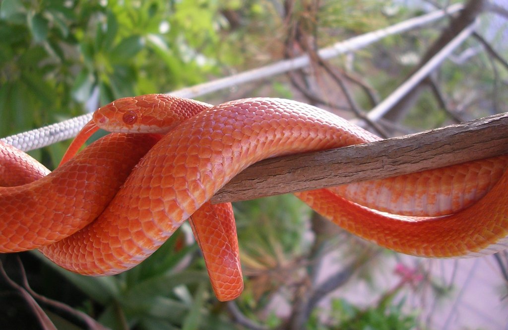 Guttatus amelanistic bloodred