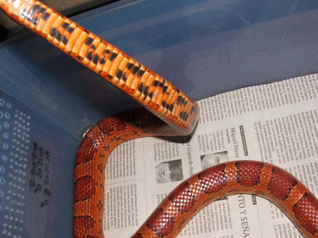 Guttatus Sunkissed 1.JPG