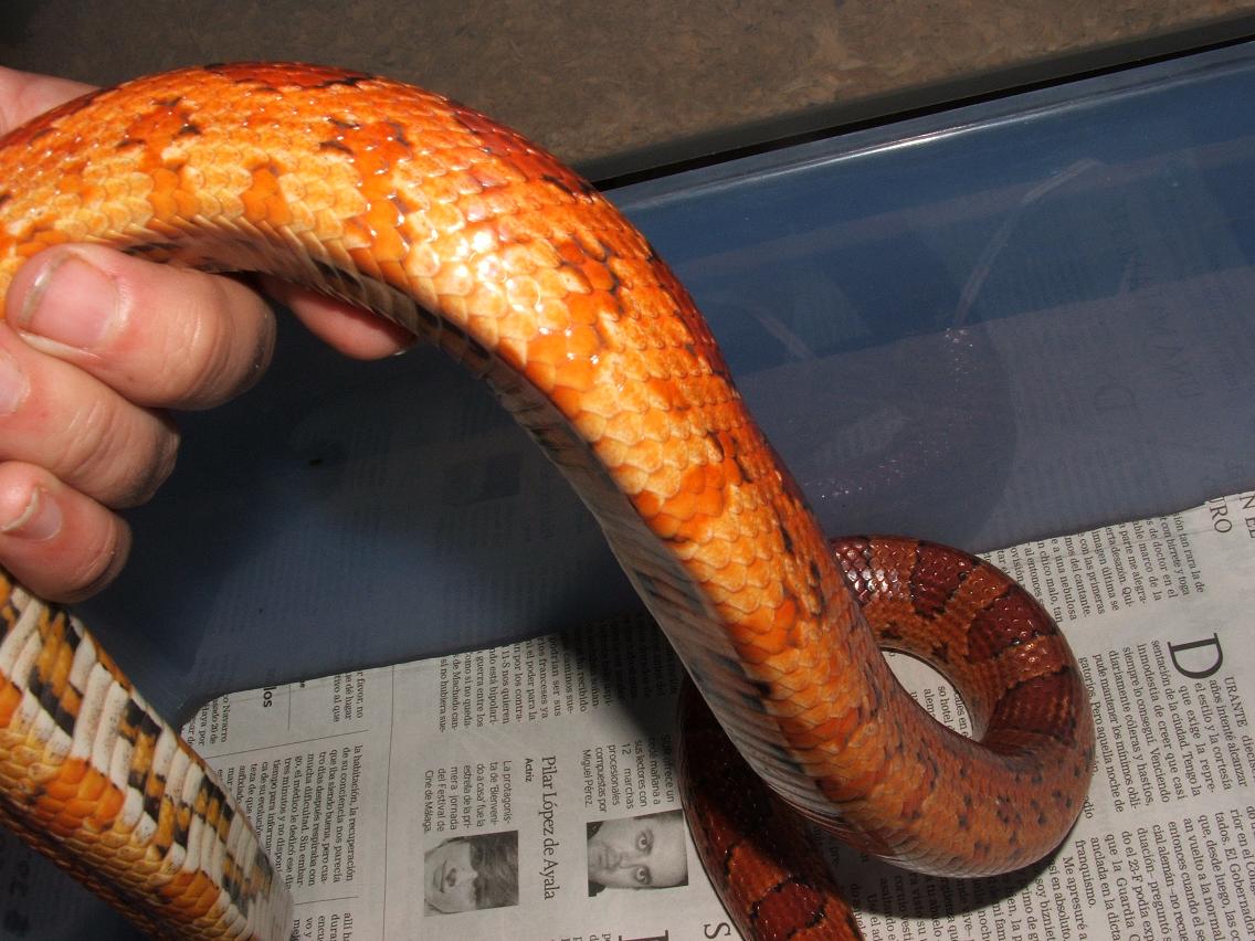 Guttatus Sunkissed 2. JPG.JPG