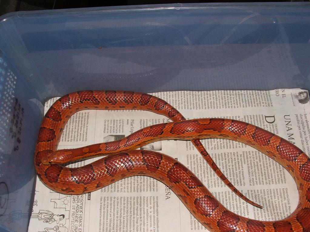 Guttatus Sunkissed 3.JPG