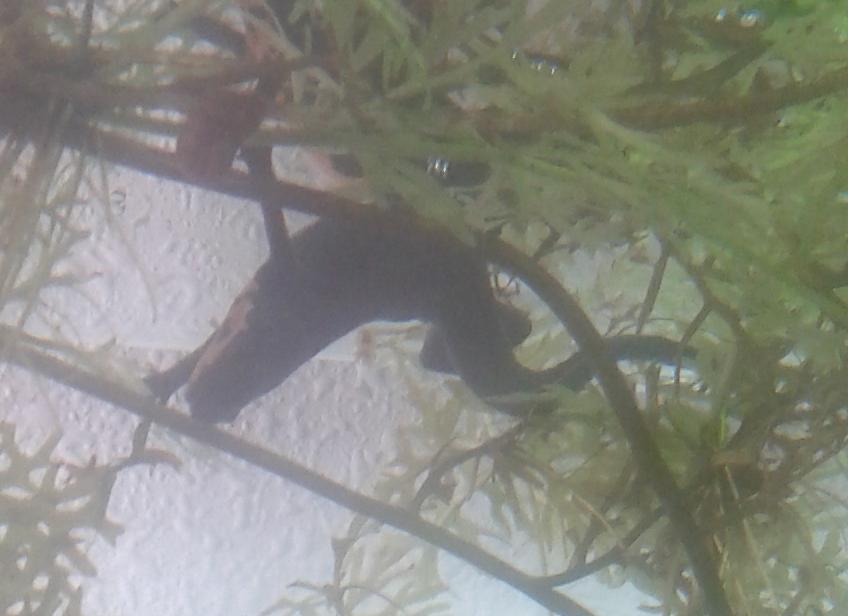 H.orientalis hembra poniendo un huevo