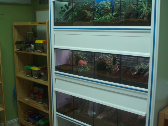 hab.tarantulas 069.jpg