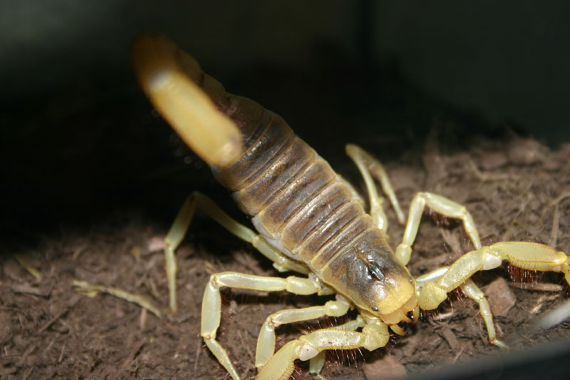 Hadrurus arizonensis 1.JPG
