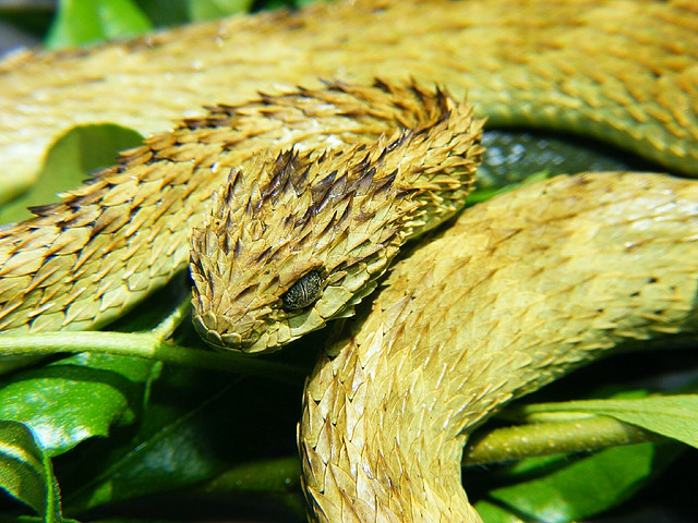 Hairy Bush Viper (Atheris hispida)