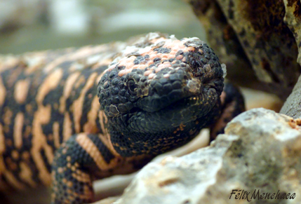 Heloderma suspectum 01.jpg