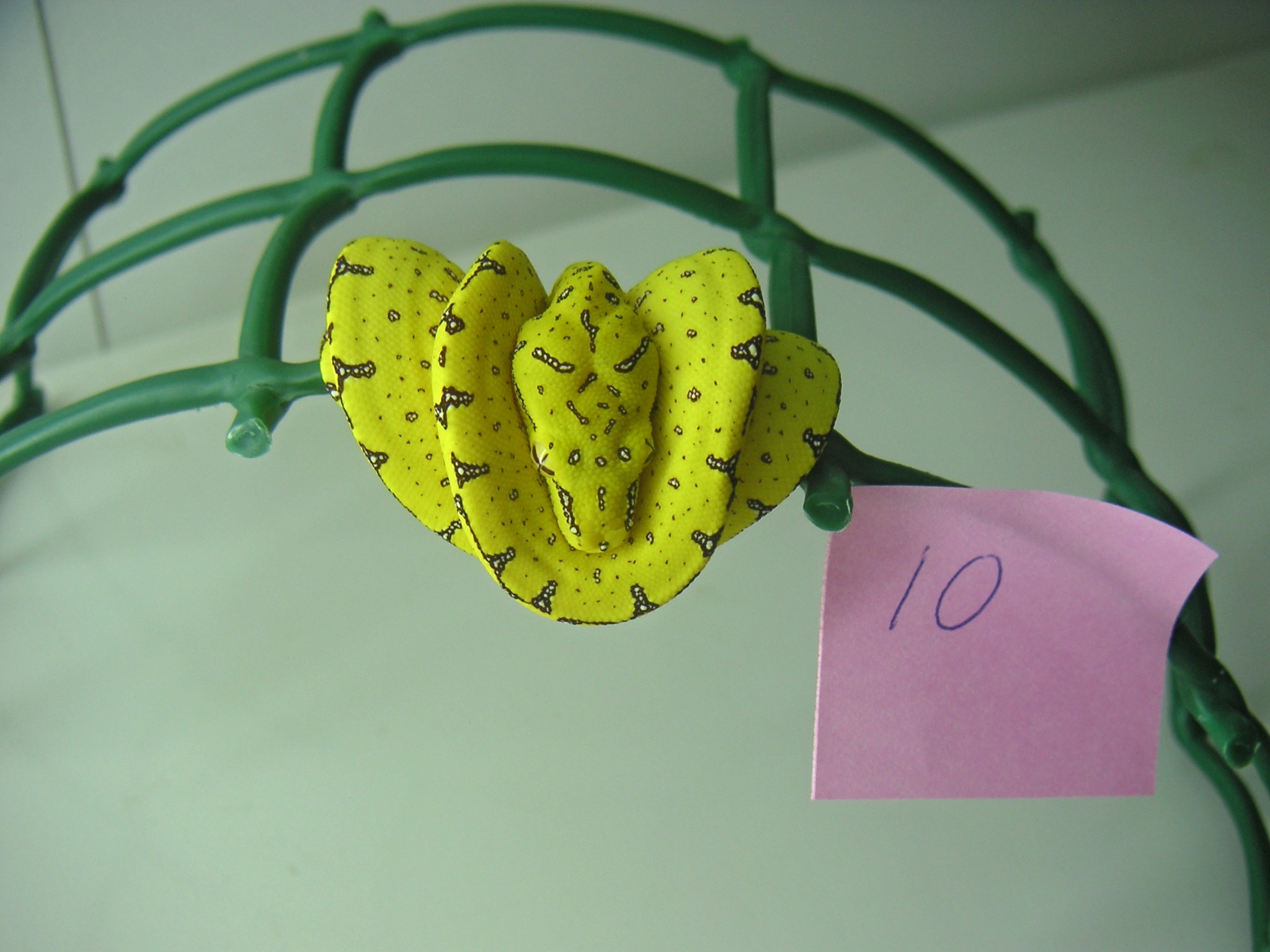 hembra 1 dia de vida.jpg