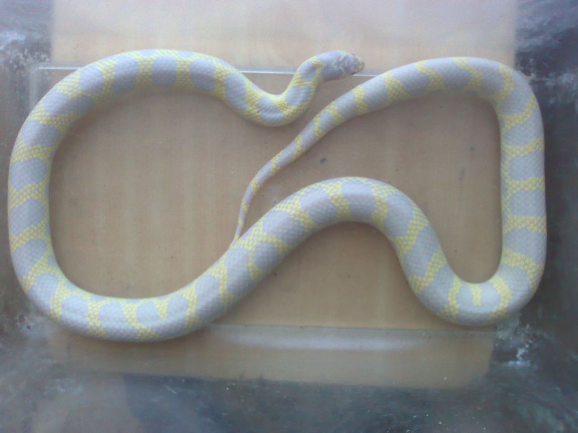 hembra aberrante.jpg