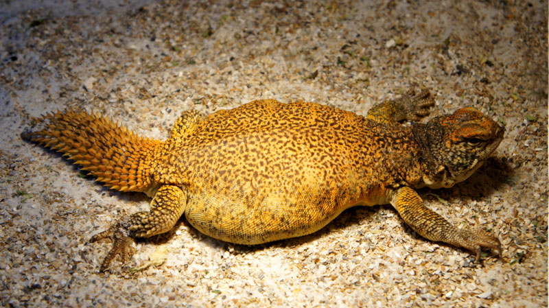 Hembra acanthinura 2013 gra04