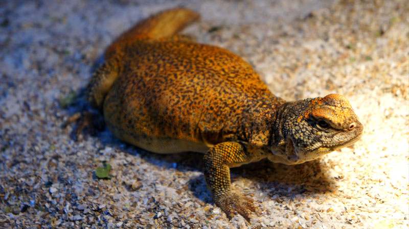 Hembra acanthinura 2013 gra05