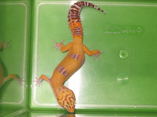 hembra albina hypo1.jpg