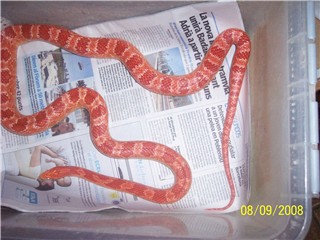 HEMBRA ALBINA PC.jpg