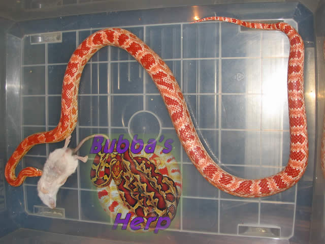 hembra amel adulta.jpg