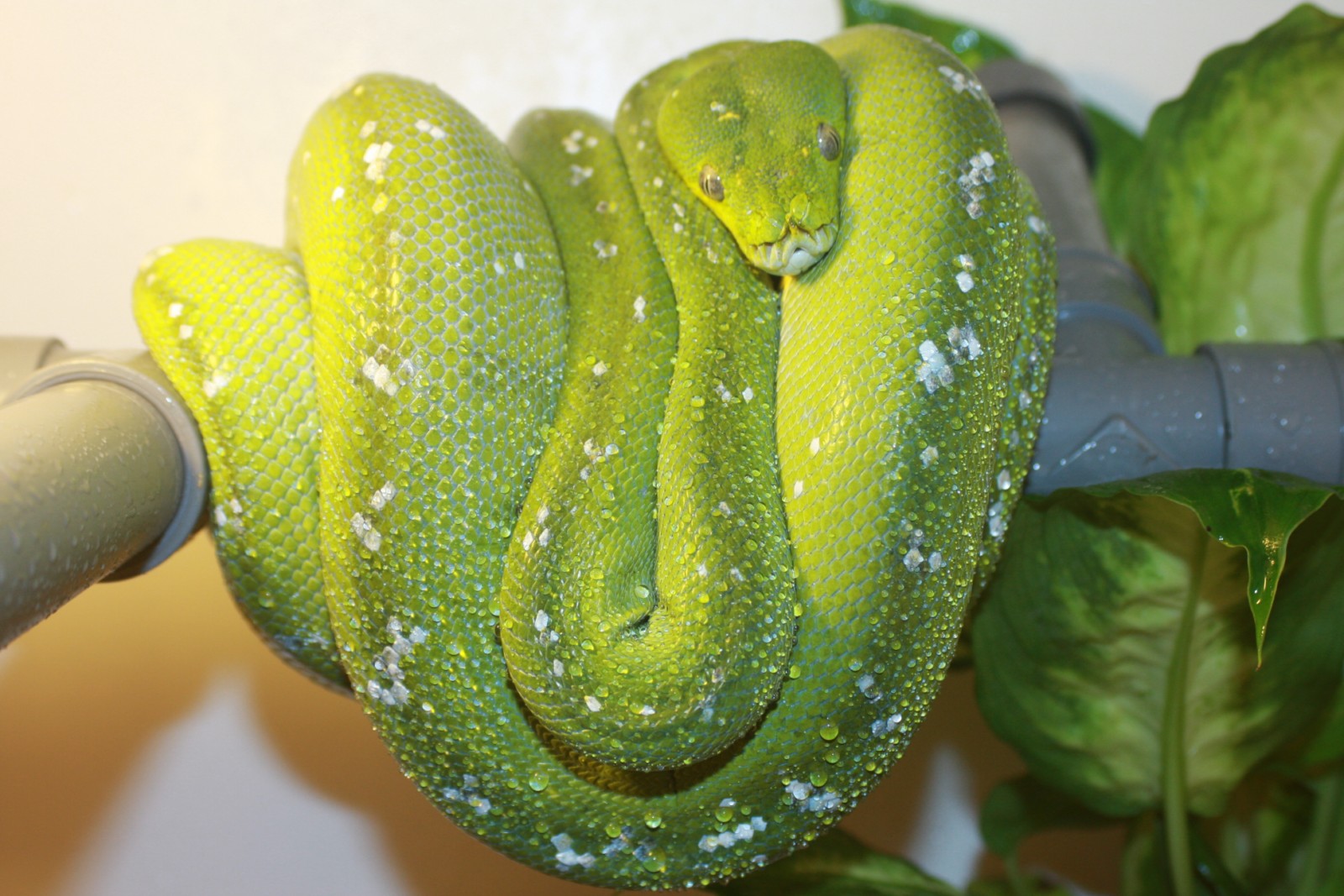 Hembra Aru 6002 [1600x1200].JPG