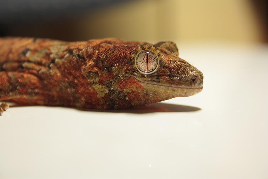 Hembra chahoua (1).JPG