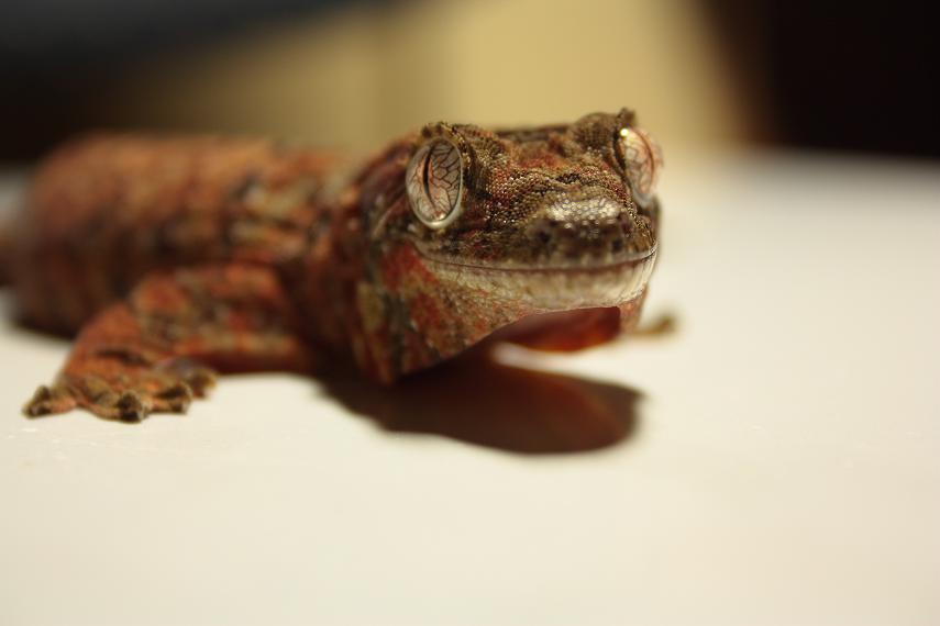 Hembra chahoua (2).JPG