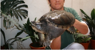 Hembra Chelydra gr1.jpg