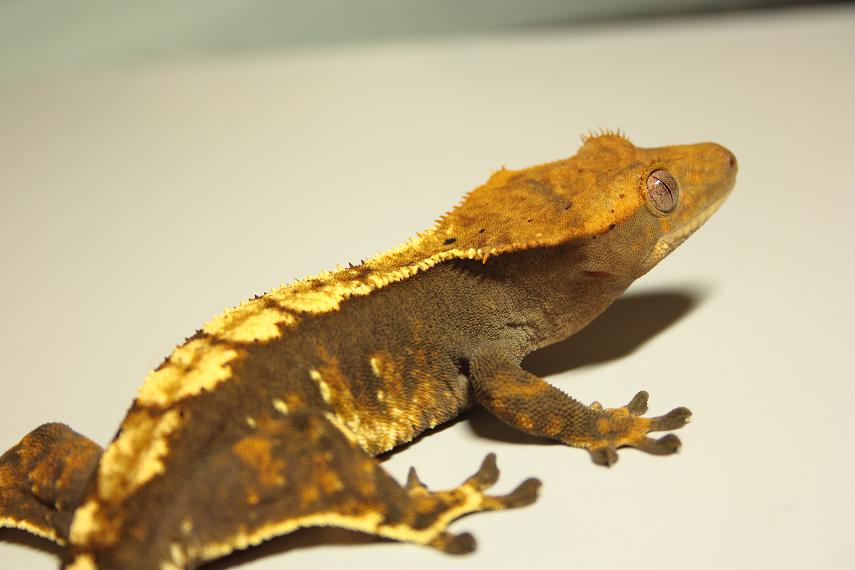 Hembra ciliatus (1).JPG